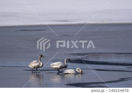 北海道シラルトロ湖の凍った湖で静かに休む白鳥の親子 北海道シラルトロ湖の凍った湖で静かに休む白鳥の親子 140224678
