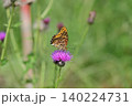アザミの蜜を吸うミドリヒョウモン 140224731