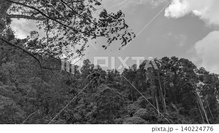 Monochrome landscape photo captures dense tropical forest hill trees under a dramatic cloudy sky backdrop. Scenic black white nature view shows lush jungle vegetation, overhanging tree branches Monochrome landscape photo captures dense tropical forest hill trees under a dramatic cloudy sky backdrop. Scenic black white nature view shows lush jungle vegetation, overhanging tree branches 140224776