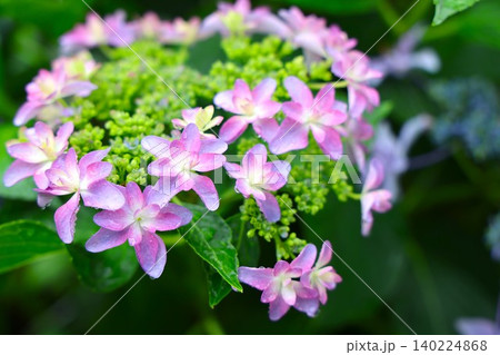 梅雨の季節に咲き誇るアジサイの花17 梅雨の季節に咲き誇るアジサイの花17 140224868
