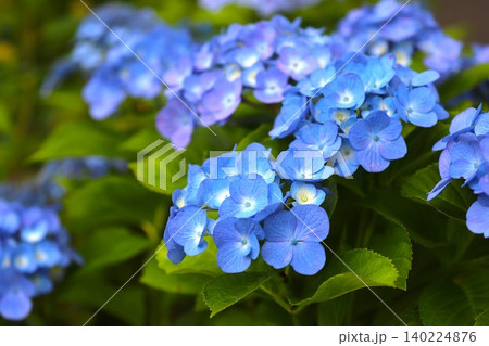 梅雨の季節に咲き誇るアジサイの花9 梅雨の季節に咲き誇るアジサイの花9 140224876