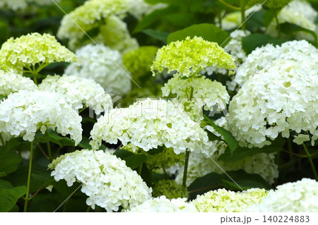 梅雨の季節に咲き誇るアジサイの花2 梅雨の季節に咲き誇るアジサイの花2 140224883