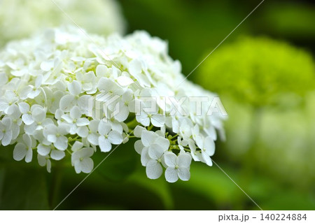 梅雨の季節に咲き誇るアジサイの花19 梅雨の季節に咲き誇るアジサイの花19 140224884