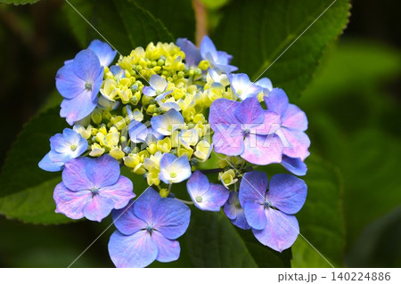 梅雨の季節に咲き誇るアジサイの花31 梅雨の季節に咲き誇るアジサイの花31 140224886