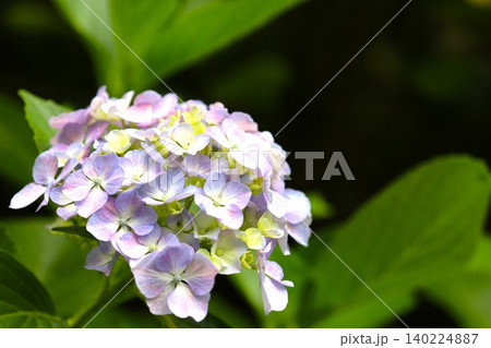 梅雨の季節に咲き誇るアジサイの花30 梅雨の季節に咲き誇るアジサイの花30 140224887