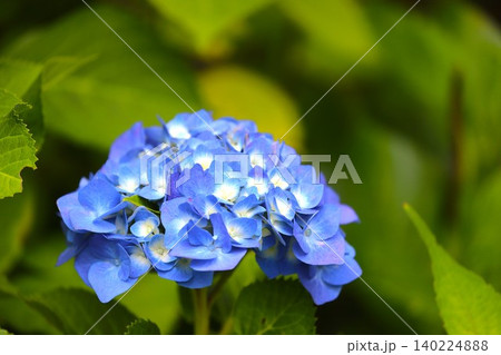 梅雨の季節に咲き誇るアジサイの花29 梅雨の季節に咲き誇るアジサイの花29 140224888