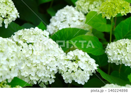 梅雨の季節に咲き誇るアジサイの花20 梅雨の季節に咲き誇るアジサイの花20 140224898