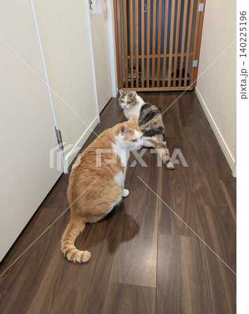 脱走？三毛猫、茶白猫の猫会議 140225196