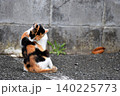 日向ぼっこする猫 日向ぼっこする猫 140225773