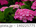 ピンクの紫陽花 ピンクの紫陽花 140225775