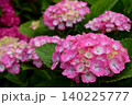 ピンクの紫陽花 ピンクの紫陽花 140225777