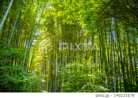 高台寺 ご利益:開運,出世,健康長寿,災難厄除,恋愛成就,縁結び,夫婦円満 高台寺 ご利益:開運,出世,健康長寿,災難厄除,恋愛成就,縁結び,夫婦円満 140225876