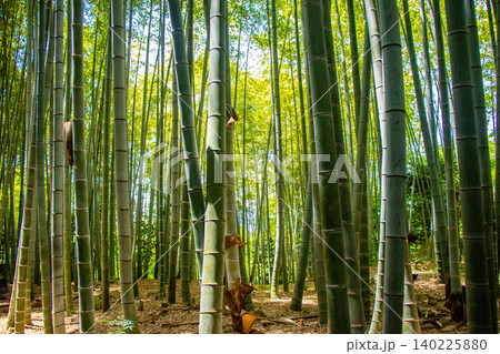 高台寺 ご利益:開運,出世,健康長寿,災難厄除,恋愛成就,縁結び,夫婦円満 高台寺 ご利益:開運,出世,健康長寿,災難厄除,恋愛成就,縁結び,夫婦円満 140225880