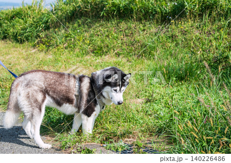 Siberian husky dog at field at Daikanbo observatory, Mt. Aso, Kumamoto Siberian husky dog at field at Daikanbo observatory, Mt. Aso, Kumamoto 140226486