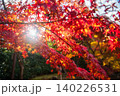 Autumn red maple leaf against sunlight at Nisonin temple, Arashiyama 140226531