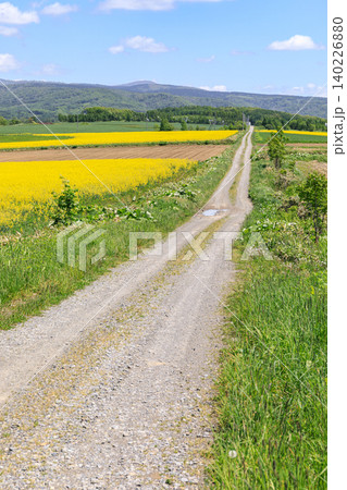 北海道滝川市、満開の菜の花畑と丸加高原【5月】 北海道滝川市、満開の菜の花畑と丸加高原【5月】 140226880