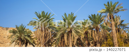 Oasis in desert. Palm trees against mountain Oasis in desert. Palm trees against mountain 140227071