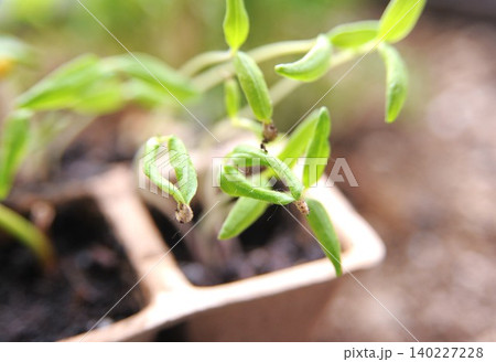 発芽した植物 140227228