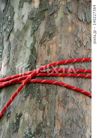 Red dynamic climbing rope wrapped around a textured tree trunk for slackline anchoring system Red dynamic climbing rope wrapped around a textured tree trunk for slackline anchoring system 140227364