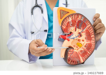 Chronic kidney disease, doctor with model for treatment urinary system, urology, Estimated glomerular filtration rate eGFR. Chronic kidney disease, doctor with model for treatment urinary system, urology, Estimated glomerular filtration rate eGFR. 140227889