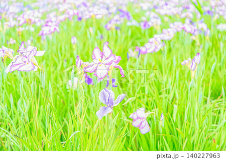 花菖蒲園に紫色のショウブの花が咲いています 140227963