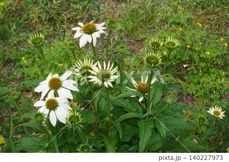 エキナセアの花・2026年5月 エキナセアの花・2026年5月 140227973