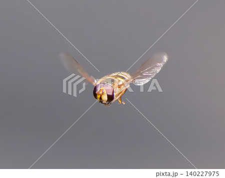 昆虫好きに贈る写真-ハナアブのホバリング飛行1 昆虫好きに贈る写真-ハナアブのホバリング飛行1 140227975