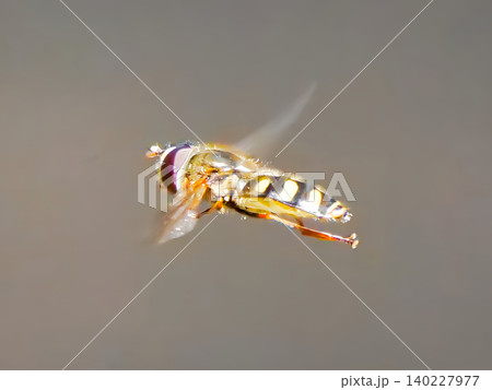昆虫好きに贈る写真-ハナアブのホバリング飛行3 昆虫好きに贈る写真-ハナアブのホバリング飛行3 140227977