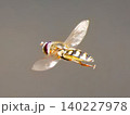 昆虫好きに贈る写真-ハナアブのホバリング飛行4 140227978