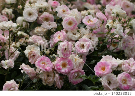 たくさん咲いたピンクの野茨 春風景 薔薇 たくさん咲いたピンクの野茨 春風景 薔薇 140228013