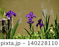 水面に映える花菖蒲 140228110