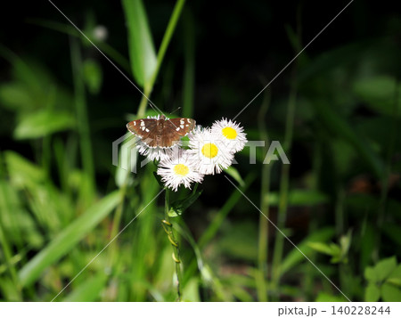 ハルジオンの花に止まるダイミョウセセリ(大名挵) ハルジオンの花に止まるダイミョウセセリ(大名挵) 140228244