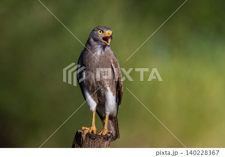 Rufous-winged Buzzard (Butastur liventer) perched on a wooden stump with open beak. 140228367