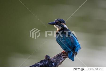 Common kingfisher (Alcedo atthis)A small bird with beautiful colors and a long pointed bill. The personality is rather cautious. Found in rivers, streams, lakes, swamps, or other fresh and brackish Common kingfisher (Alcedo atthis)A small bird with beautiful colors and a long pointed bill. The personality is rather cautious. Found in rivers, streams, lakes, swamps, or other fresh and brackish 140228369