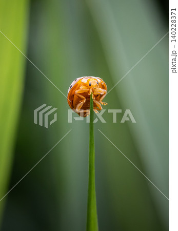 Ladybug The name comes from the rounded shape of the body and the fact that when the wings are folded together, it resembles the back of a turtle. 140228371