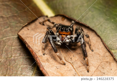 Jumping spiders are a group of spiders in the family Arachnids, which is considered to be the most populous family of spiders, with over 5,000 species. Jumping spiders are a group of spiders in the family Arachnids, which is considered to be the most populous family of spiders, with over 5,000 species. 140228375