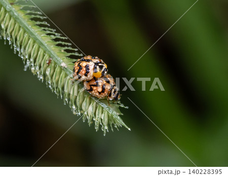 Ladybug The name comes from the rounded shape of the body and the fact that when the wings are folded together, it resembles the back of a turtle. 140228395
