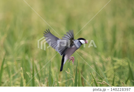 Java sparrow They live in rice fields and usually live in flocks. They were originally native to Java and Bali. They were later introduced to Thailand to be raised as ornamental birds. Java sparrow They live in rice fields and usually live in flocks. They were originally native to Java and Bali. They were later introduced to Thailand to be raised as ornamental birds. 140228397
