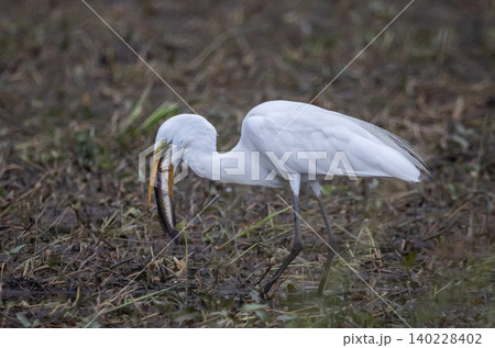 Great egret Standing in a rice field, catching snakehead fish to eat. Great egret Standing in a rice field, catching snakehead fish to eat. 140228402