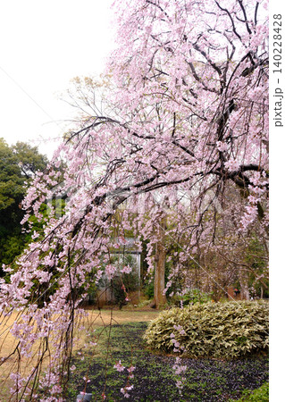 満開の桜のある風景 満開の桜のある風景 140228428