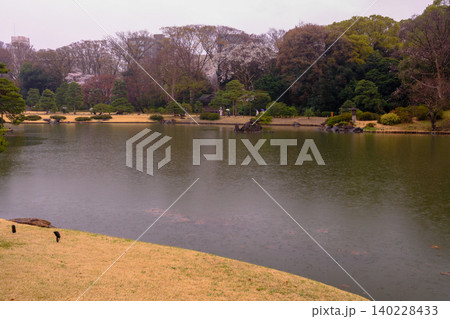 雨の日にしっとりと濡れる日本庭園の滝組みと池の風景 140228433