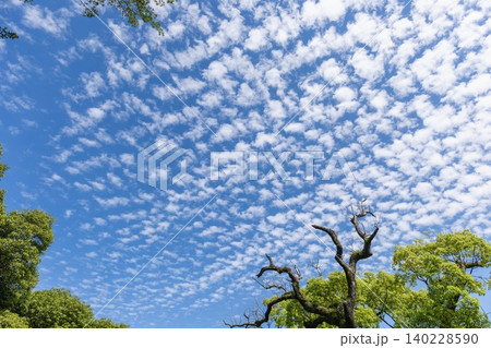 金刀比羅宮上空のうろこ雲 (香川県琴平町) 金刀比羅宮上空のうろこ雲 (香川県琴平町) 140228590