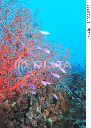 赤いイソバナに舞うハナゴイ群れ 水中写真 赤いイソバナに舞うハナゴイ群れ 水中写真 140228735