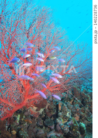 赤いイソバナに舞うハナゴイ群れ 水中写真 赤いイソバナに舞うハナゴイ群れ 水中写真 140228736
