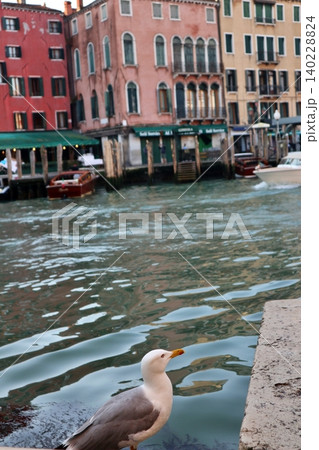 イタリア ヴェネツィア旧市街 早朝のリアルト橋近くの大運河とカモメ イタリア ヴェネツィア旧市街 早朝のリアルト橋近くの大運河とカモメ 140228824