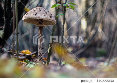 Mature Macrolepiota procera parasol mushroom with fully open spotted cap 140228838