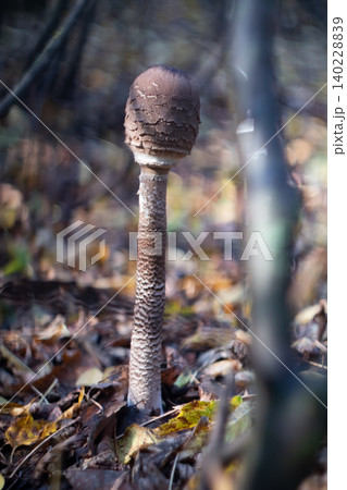 Young Macrolepiota procera parasol mushroom with closed egg 140228839