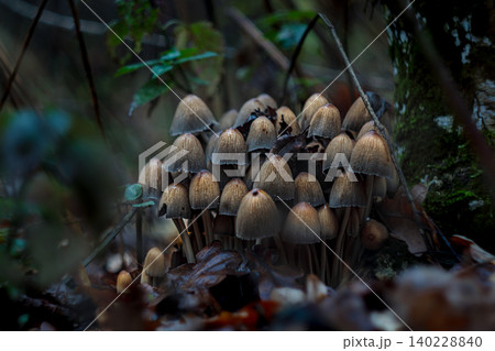Large cluster of Coprinellus disseminatus fairy inkcap mushrooms Large cluster of Coprinellus disseminatus fairy inkcap mushrooms 140228840
