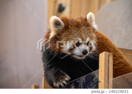 丸太の上を元気に歩き回るレッサーパンダ 丸太の上を元気に歩き回るレッサーパンダ 140229031
