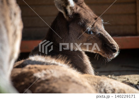 地面に寝そべってうとうとするカンガルー 地面に寝そべってうとうとするカンガルー 140229171